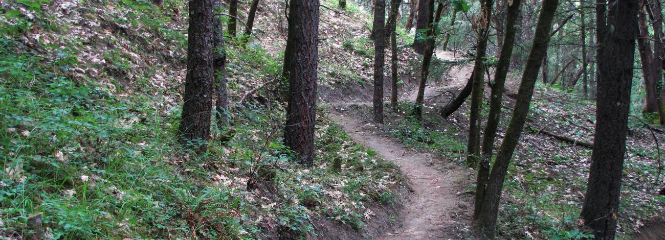 Oak woodland on the Cathedral Hills Trail System.
