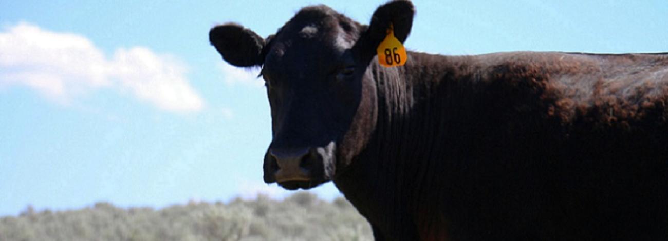 Grazing cattle in a field
