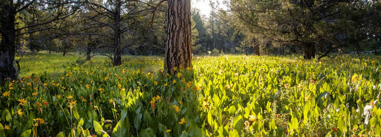 landscape with trees and wildflowers