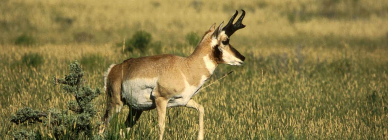 Photo of Antelope in Wyoming