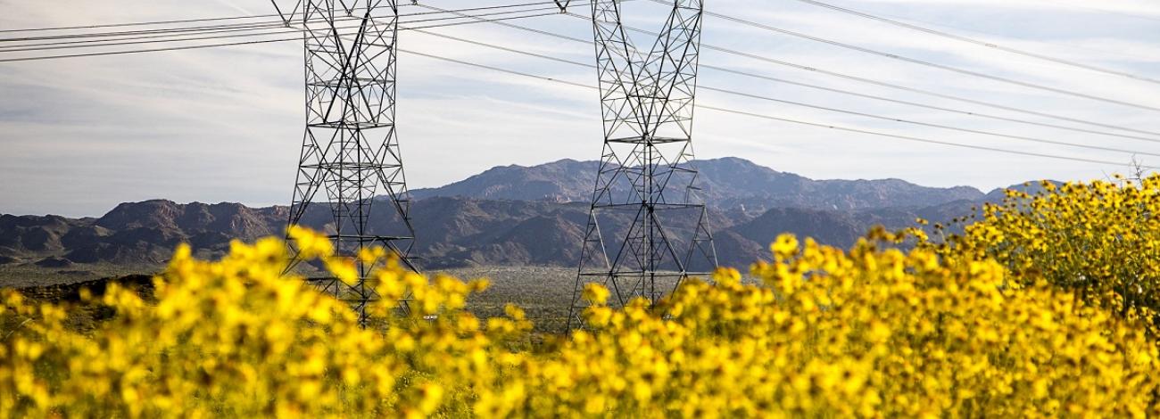 Two transmission towers in the distance, behind yellow flowers.