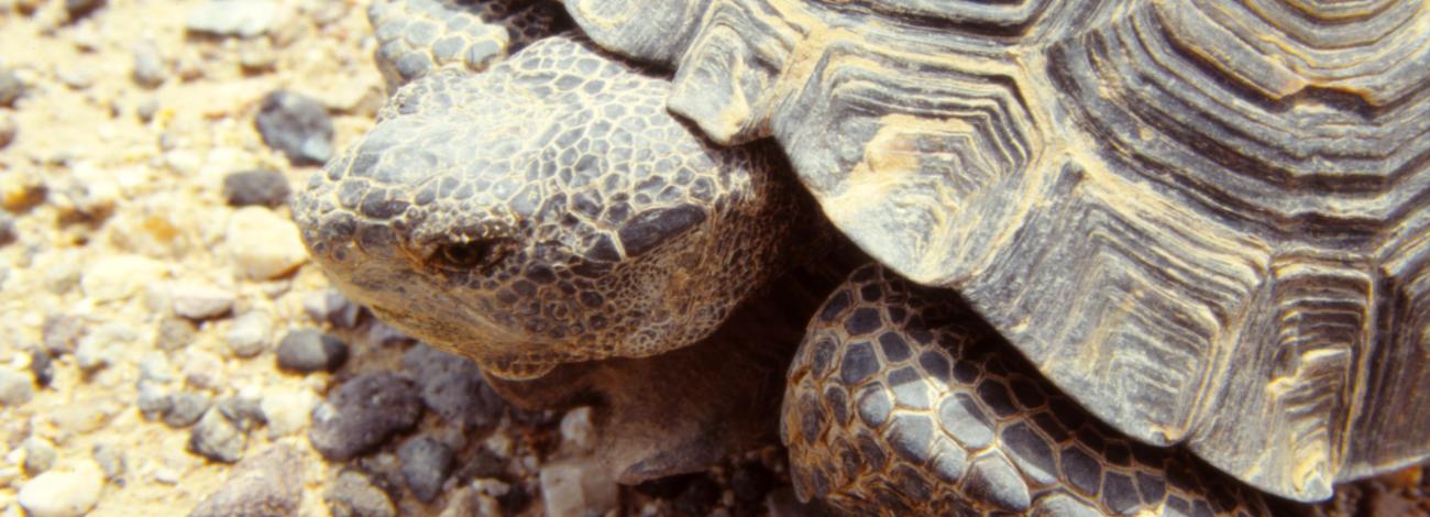 Close up of a Desert Tortoise