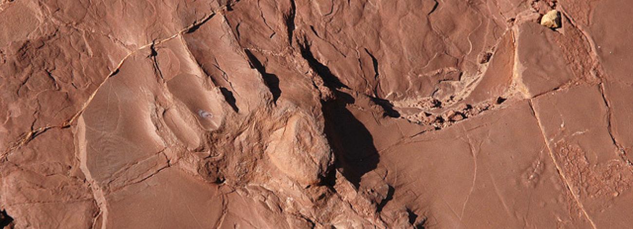 A fossilized footprint at the Prehistoric Trackways National Monument.