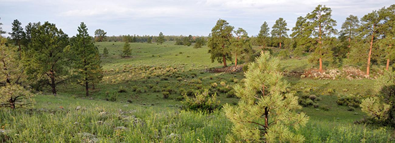 The green landscape of the West Malpais Wilderness.