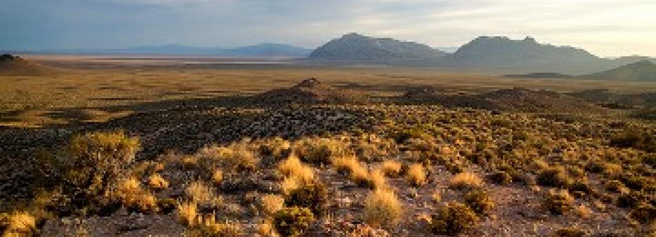 Sagebrush, open land and overcast sky