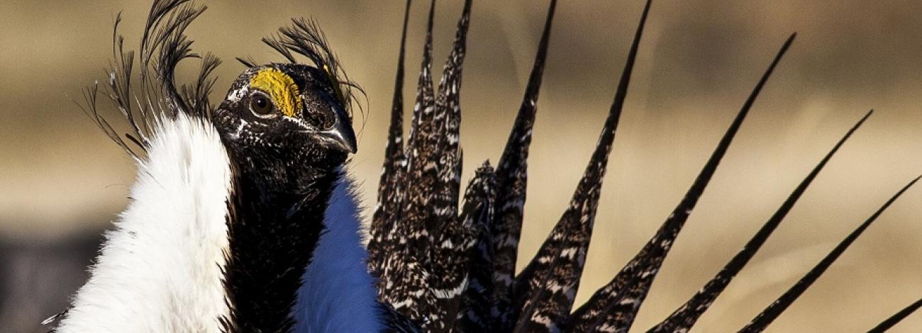 Close up of greater sage grouse. Photo by Bob Wick, BLM.