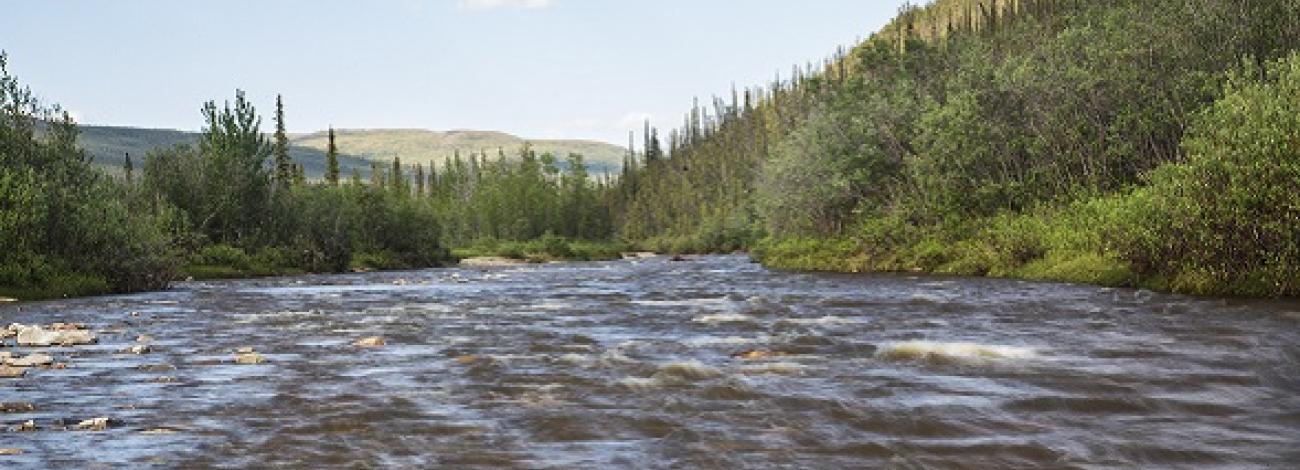 Birch Creek Wild and Scenic River lined with spruce trees.