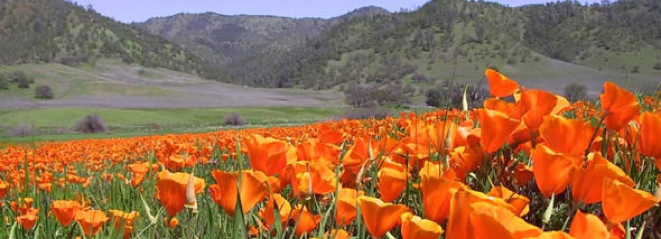 Poppies grow wild in the Berryessa Snow Mountain National Monument.  Photo by BLM.