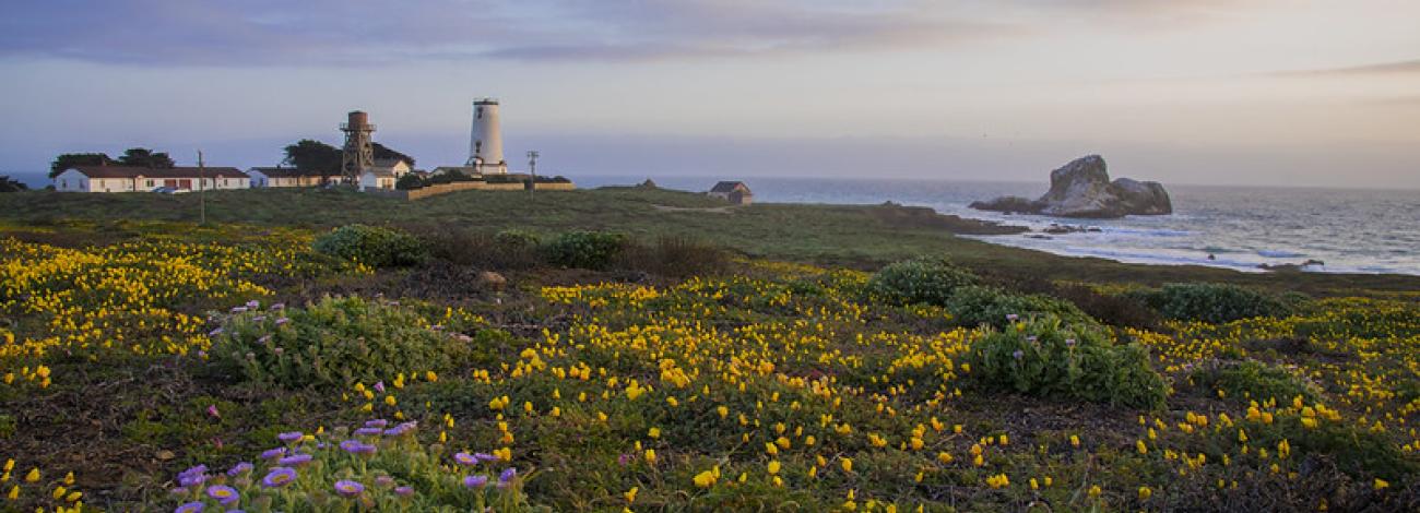 Purple and yellow flowers under a victorian light house.