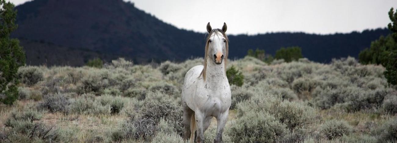 Swasey Wild Horse looking directly at photographer