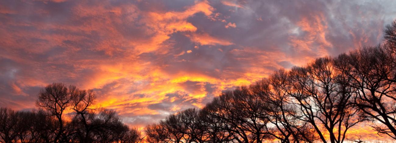 silhouetted cottonwood trees in front of a orange sunset