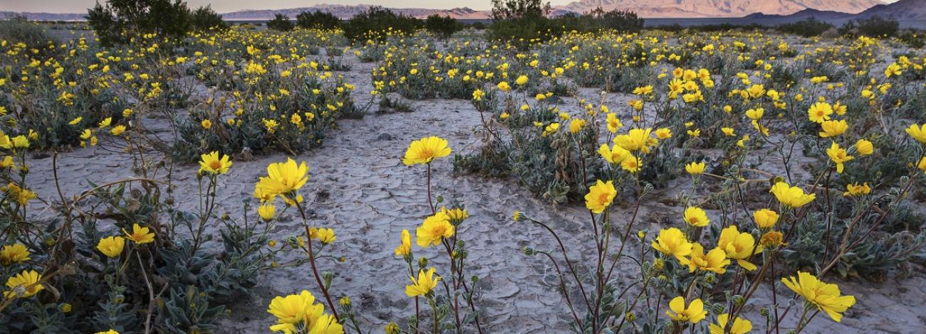 Desert sunflowers in Silurian Valley along the Old Spanish National Historic Trail, photo by Bob Wick 