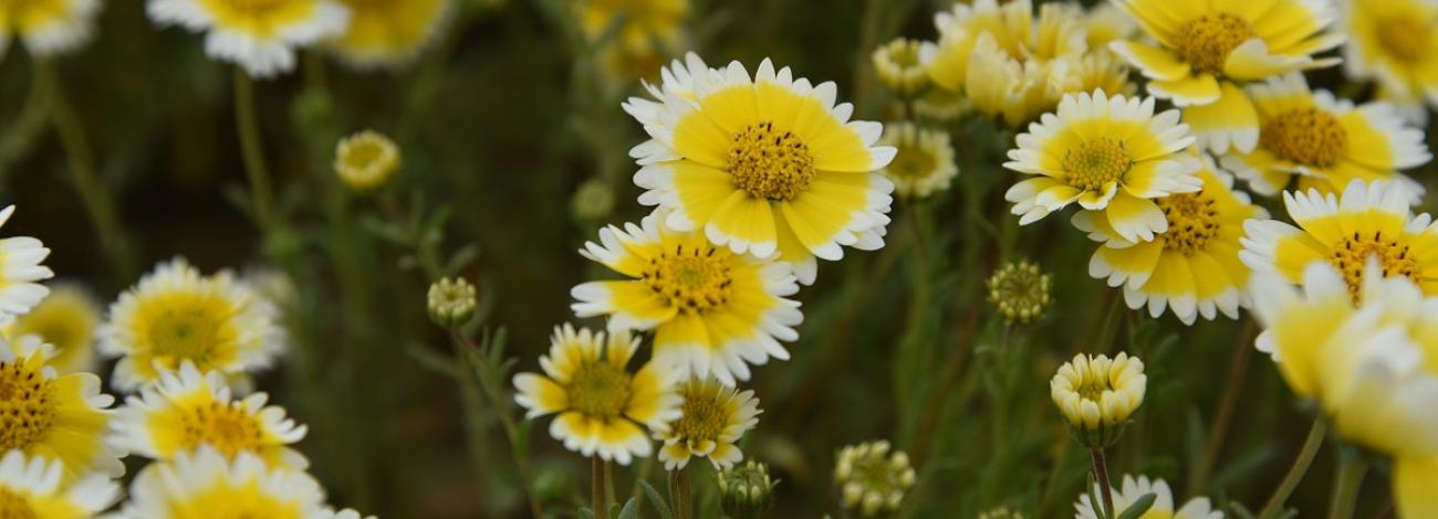 coastal tidytips - Layia platyglossa