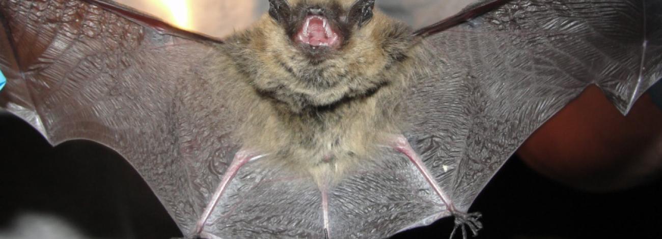 A person holding a bat with its wings spread and mouth open.