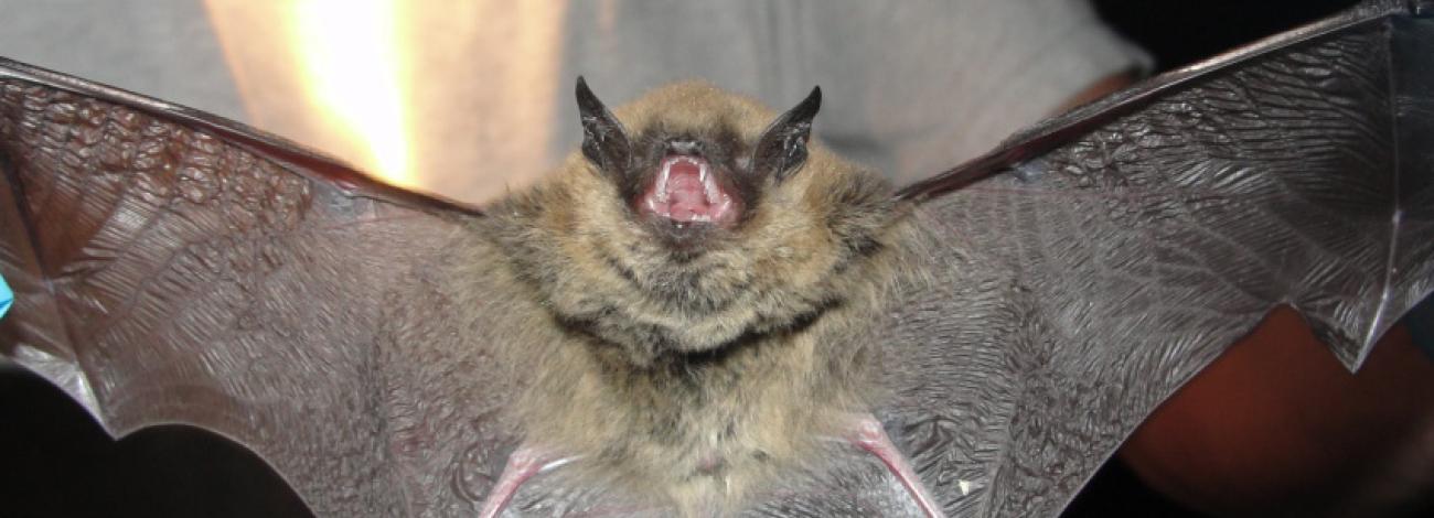 A person holding a bat with its wings spread and mouth open.