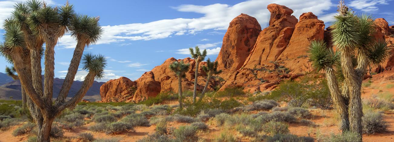 Sandstone rocks and Joshua Trees at Gold Butte National Monument