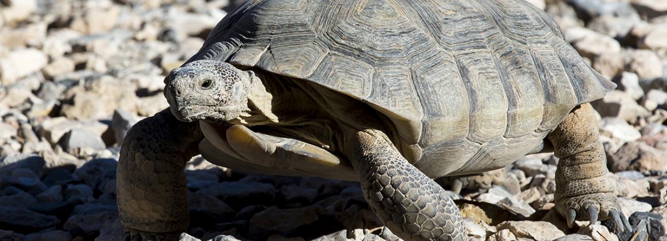 Desert Tortoise photo by Bob Wick/BLM