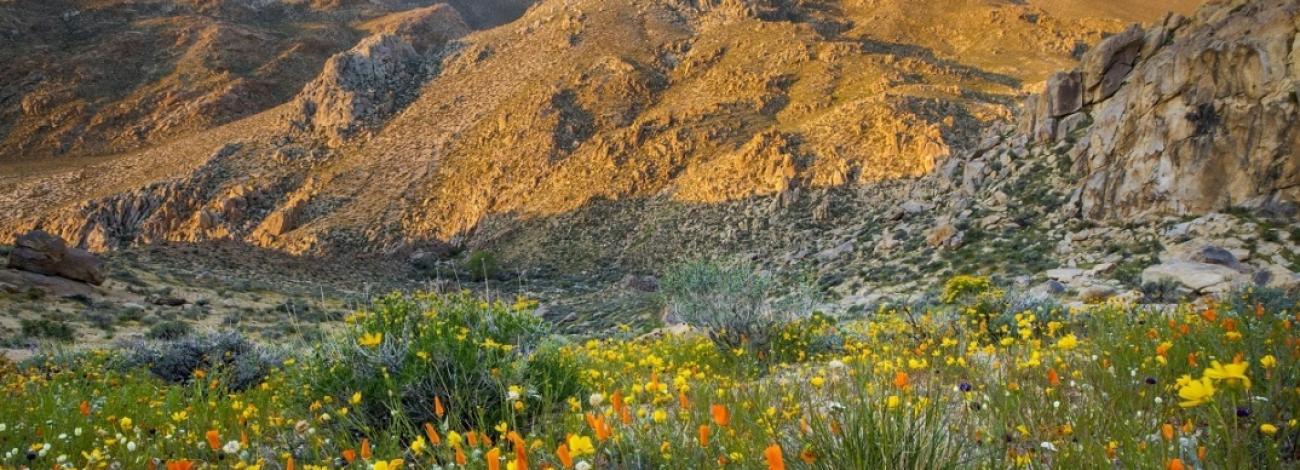 The mountains and wildflowers along the Pacific Crest National Scenic Trail at sunrise, photo by Bob Wick