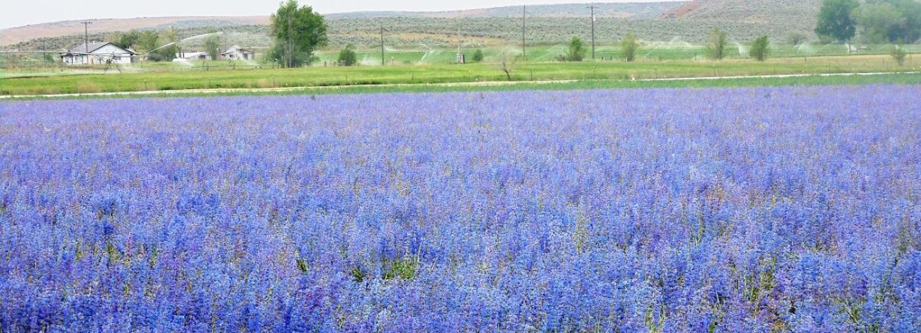 15 acres of Penstemon pachyphyllus