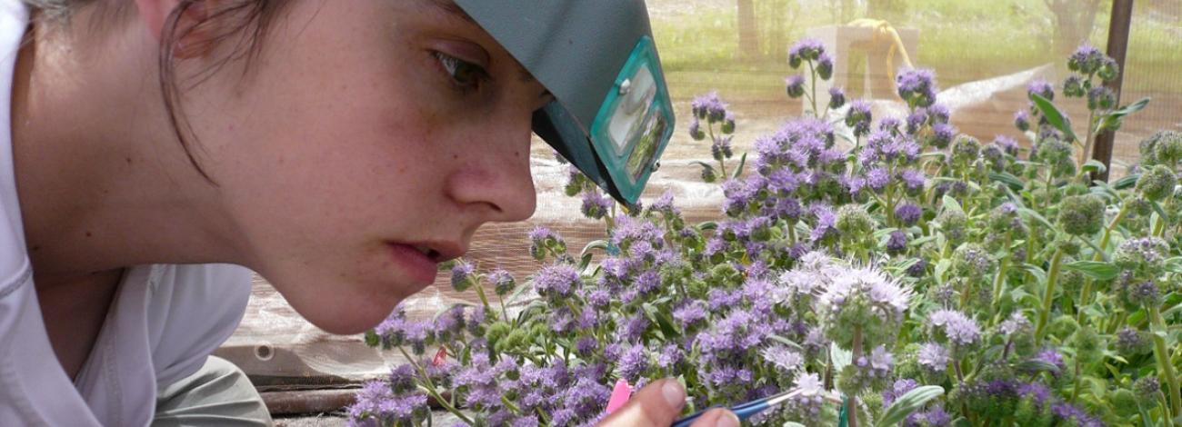 Hand pollination of Phacelia sp.