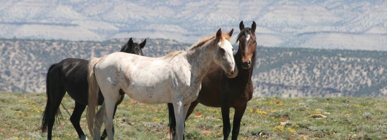 Three wild horses standing in desert