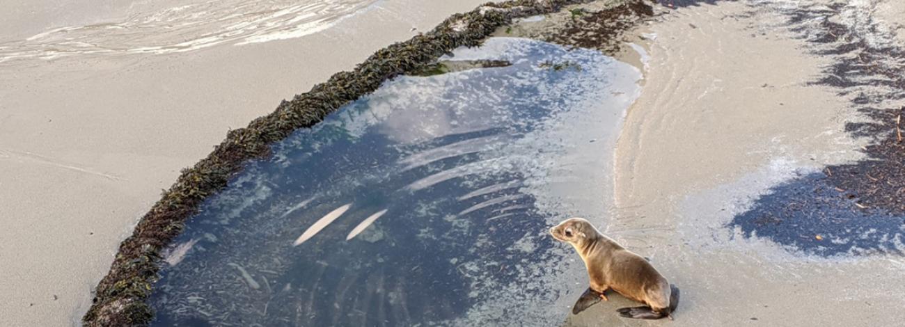 Sea lion rescue at Yaquina Head Outstanding Natural Area on Oregon's coast. Photo taken March 7, 2020.jpg