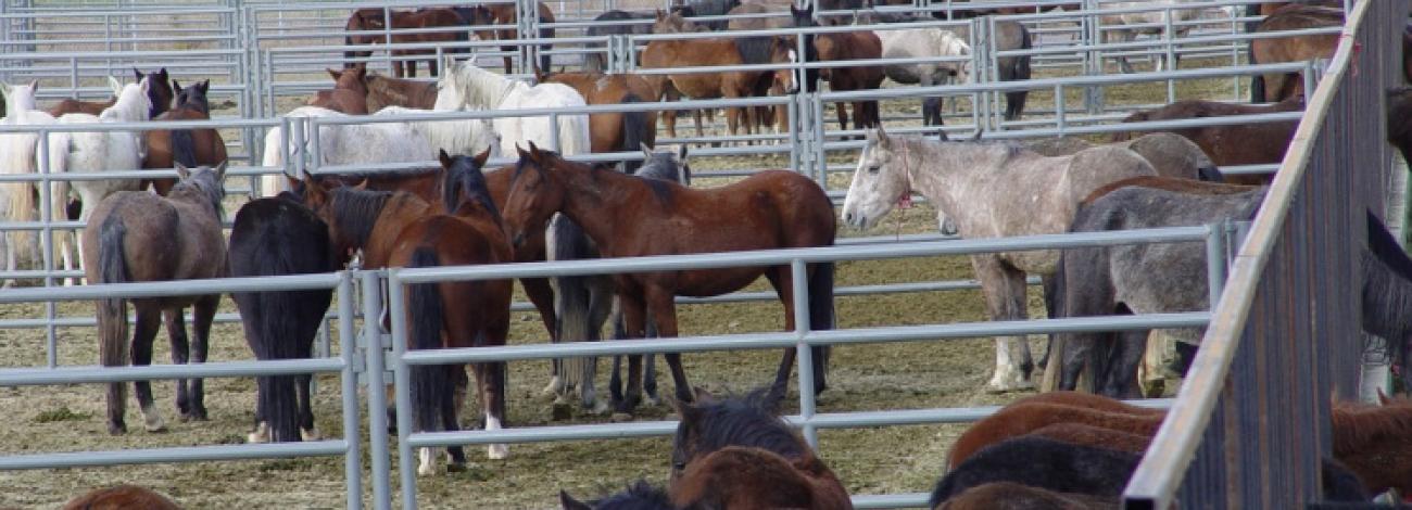 Wild Horses in Corrals at Delta