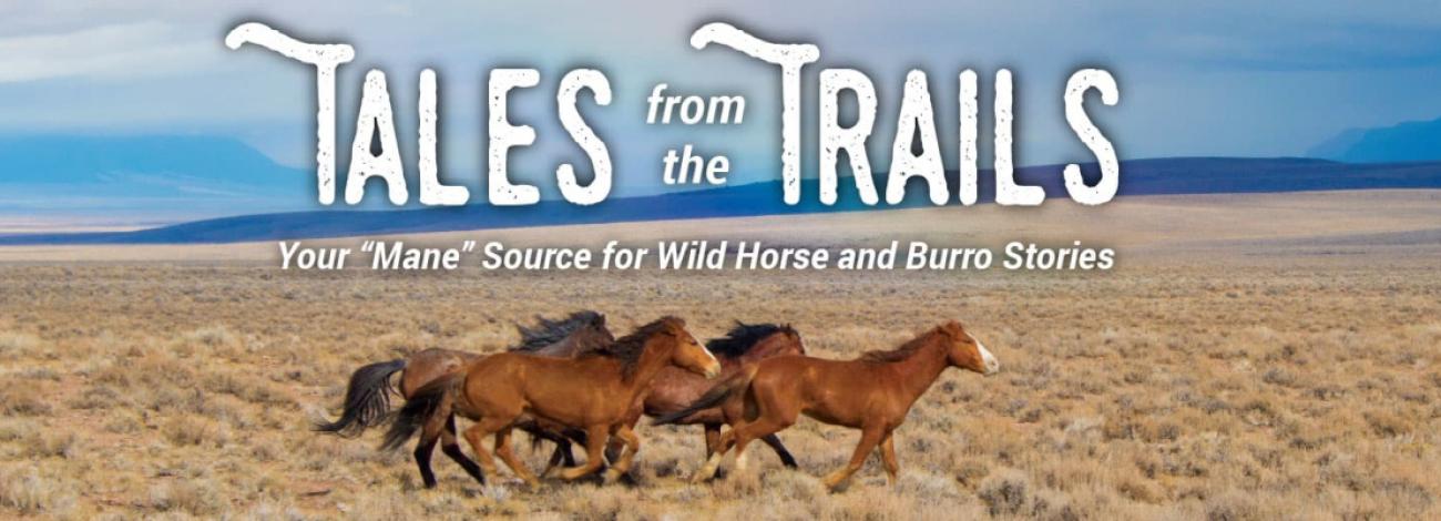 Horses running on a field, with the text: Tales from the Trails: Your "Mane" Source for Wild Horse and Burro Stories