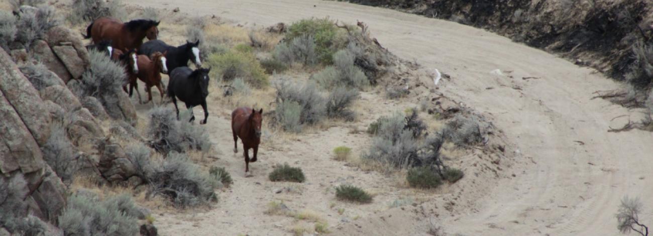 SODA FIRE EMERGENCY WILD HORSE GATHER