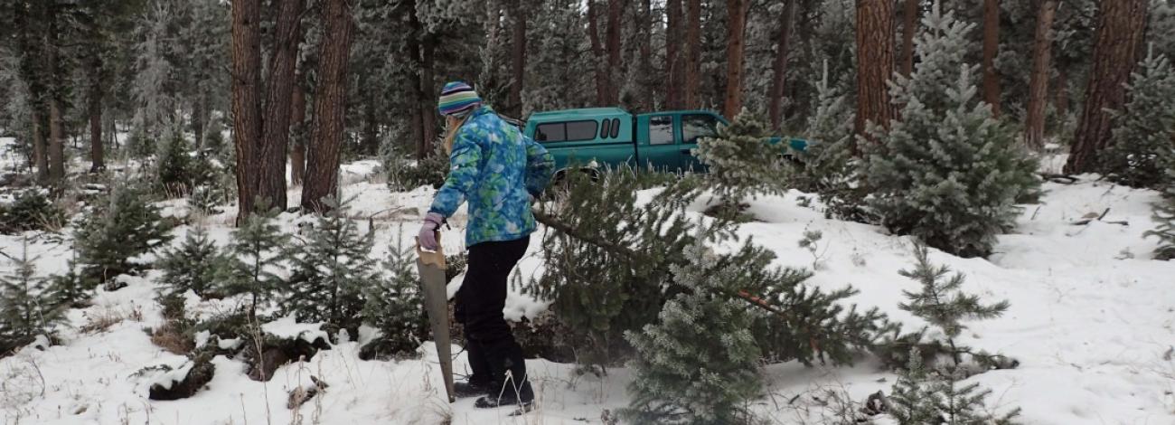 A woman cuts down a christmas tree with a pull saw in a snowy public forest managed by the Buffalo Field Office