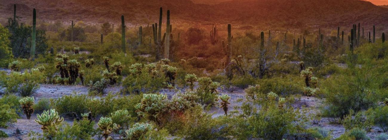 Arizona's Sonoran Desert