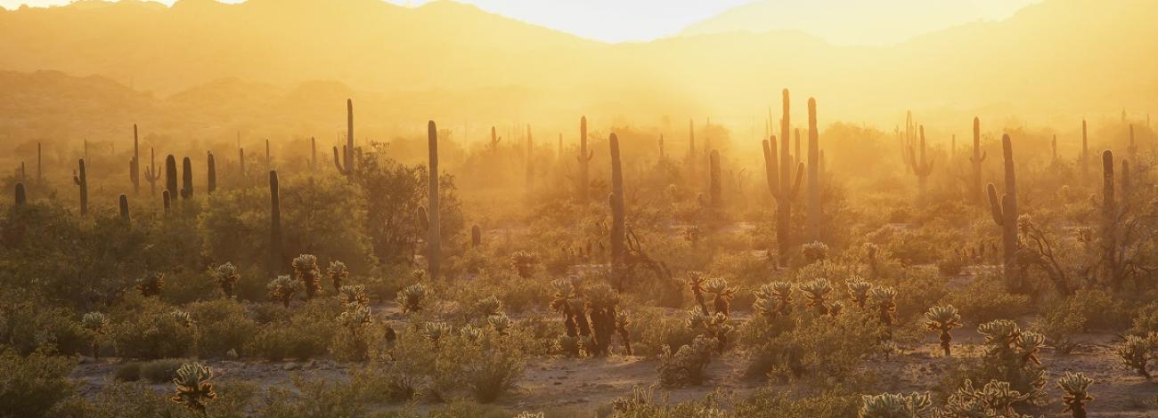a brilliant orange desert sunset with a forest of saguaro and spiny cholla
