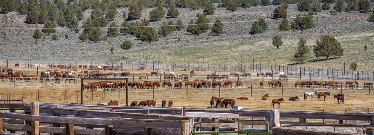 Oregon's Wild Horse Corral Facility