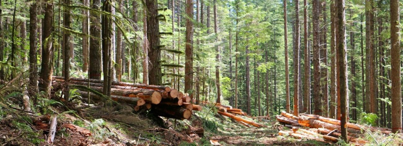timber sale