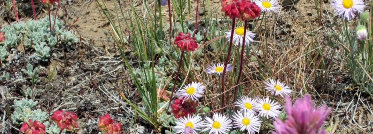 Shaggy Fleabane and Wild Buckwheat at Craters of the Moon National Monument