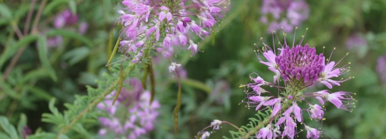 Rocky Mountain beeplant - Cleome serrulata (CLSE)