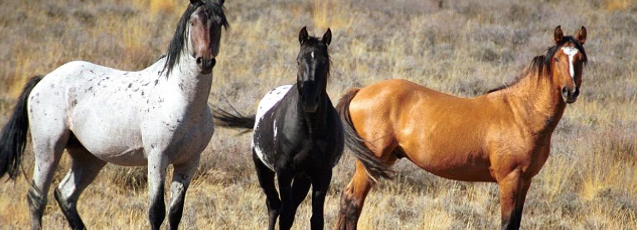 Warm Springs Wild Horse Gather