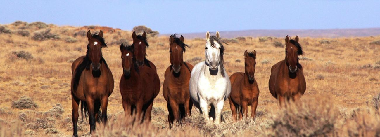 2017 ADOBE TOWN, SALT WELLS CREEK AND GREAT DIVIDE BASIN WILD HORSE GATHER