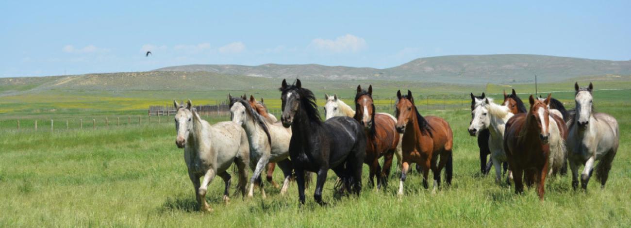 Wild horses in a field running toward camera