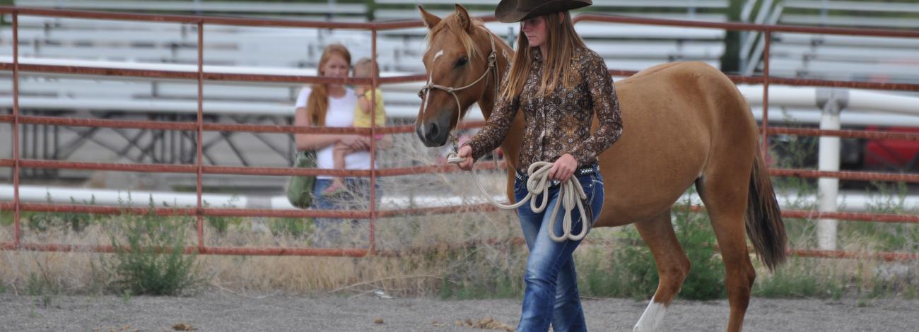 Former wild horse being led by trainer