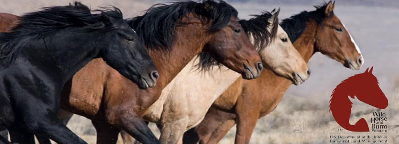 Several wildhorses running side by side