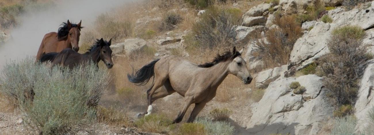 Horses running near rocks