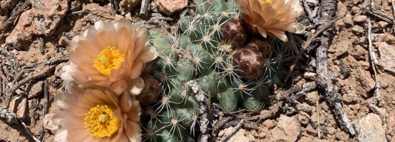 Pediocactus despainii in Utah