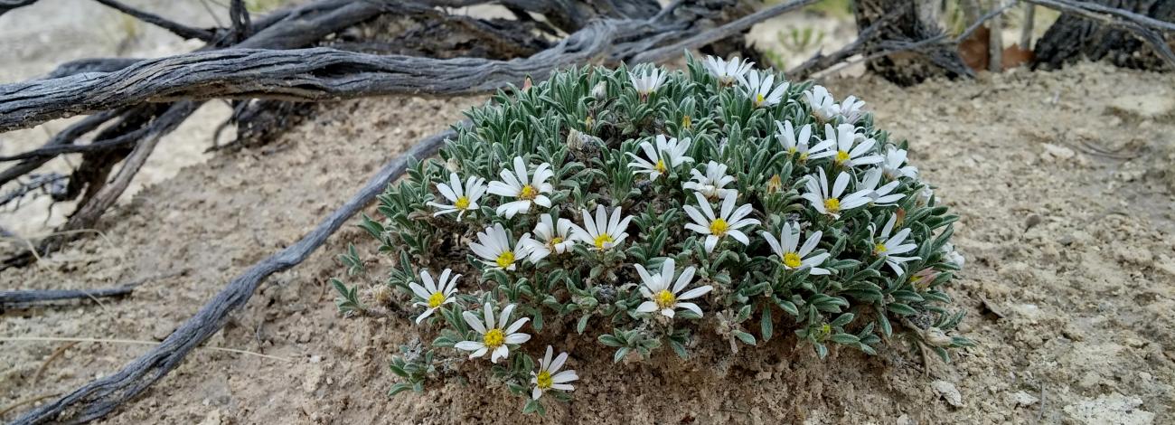 One of the rare plants included in BLM New Mexico's pollination biology study, Gypsum Townsend’s aster (Townsendia gypsophila), a plant found only in gypsum soils in New Mexico. Photo by Daniela Roth.