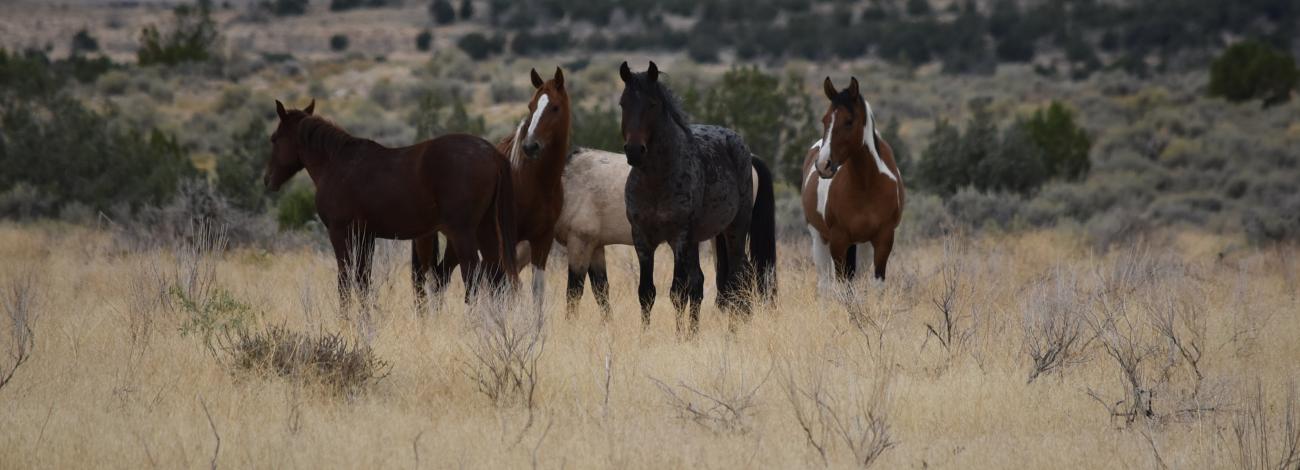 Four horses standing together in a brown grassy field with the range behind them.