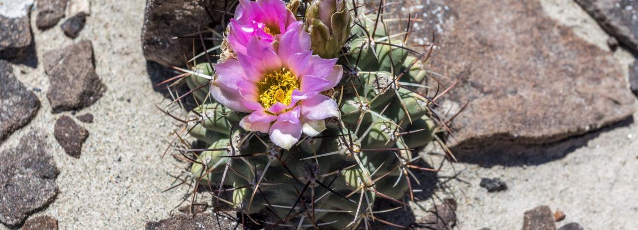 Newly discovered species of cactus, Sclerocactus dawsonii, named after BLM Colorado botanist Carol Dawson.