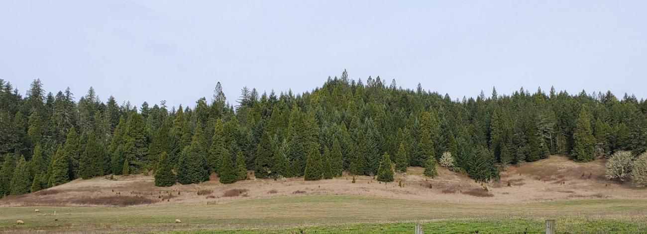 A contemporary view of acreage in the Letitia Creek watershed