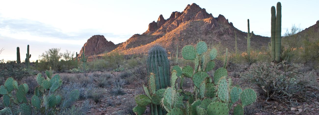 a desert landscape with prickly pear and saguaro cactus and distant mountains