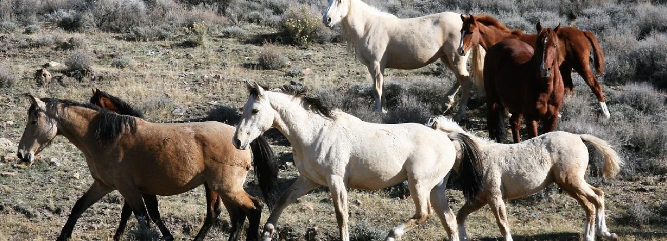 Line of wild horses in the high desert. (BLM Photo)