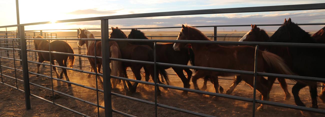 Horses running down an alley. 